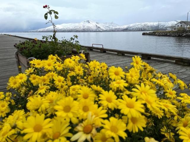 1. Etg I Dampskipsbrygga, Lodingen Havn Dış mekan fotoğraf